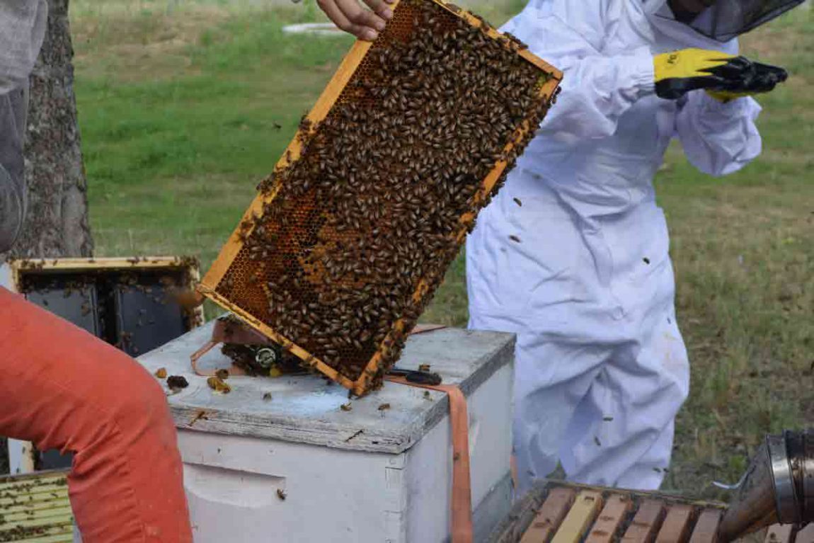 bee-frame-hive-removal-texas-austin-dallas.jpg