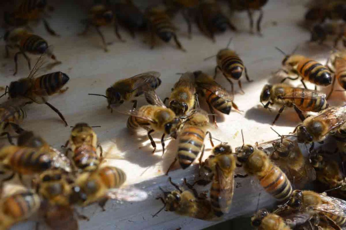 bee-rescue-removal-close-up-bees-austin-dallas-local.jpg