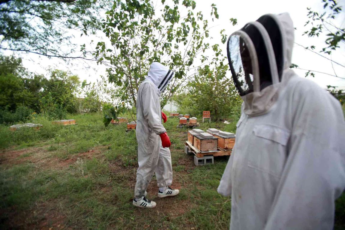 bee-rescue-removal-houston-texas.jpg