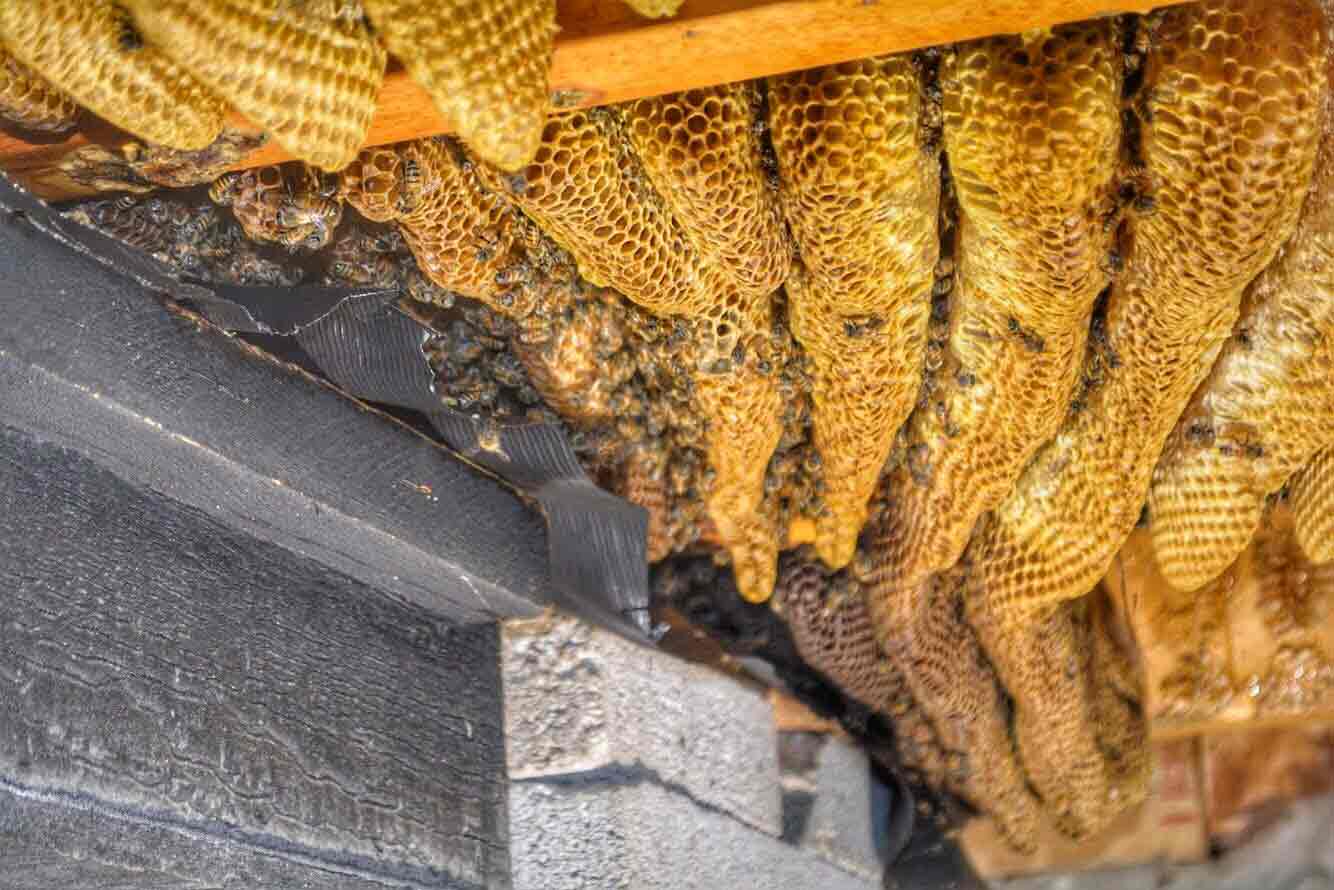 natural honey bee hive