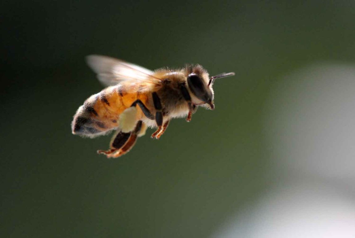 bees-flying-over-food-drink-austin-dallas-texas.jpg