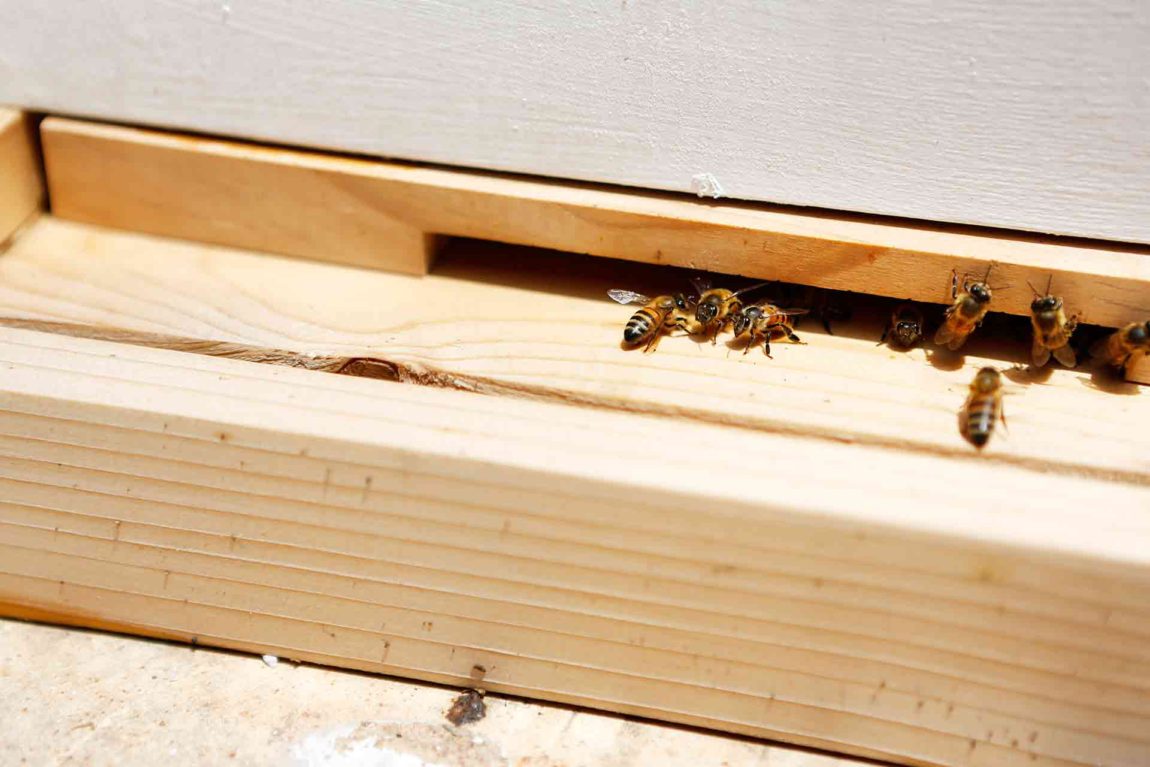 bees-rooftop-apiary-austin-texas-w-hotel.jpg