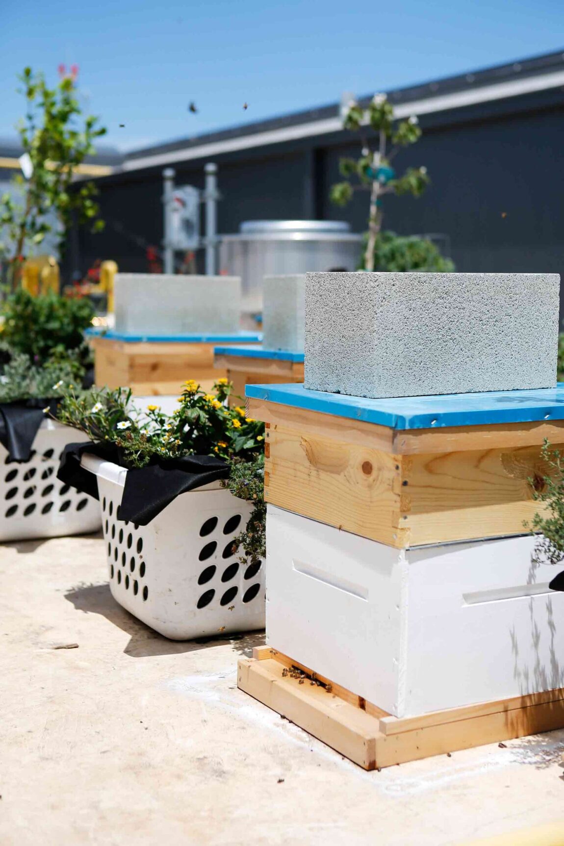 bees-rooftop-apiary-austin-texas-w-hotel-2-scaled.jpg