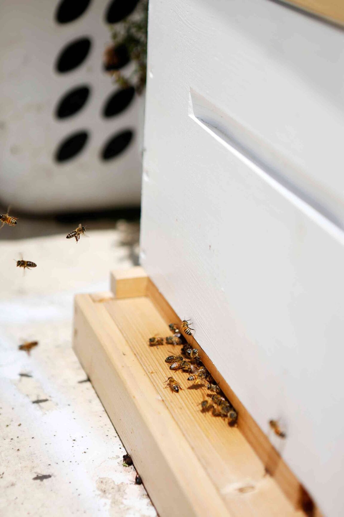 bees-rooftop-apiary-austin-texas-w-hotel-3-scaled.jpg