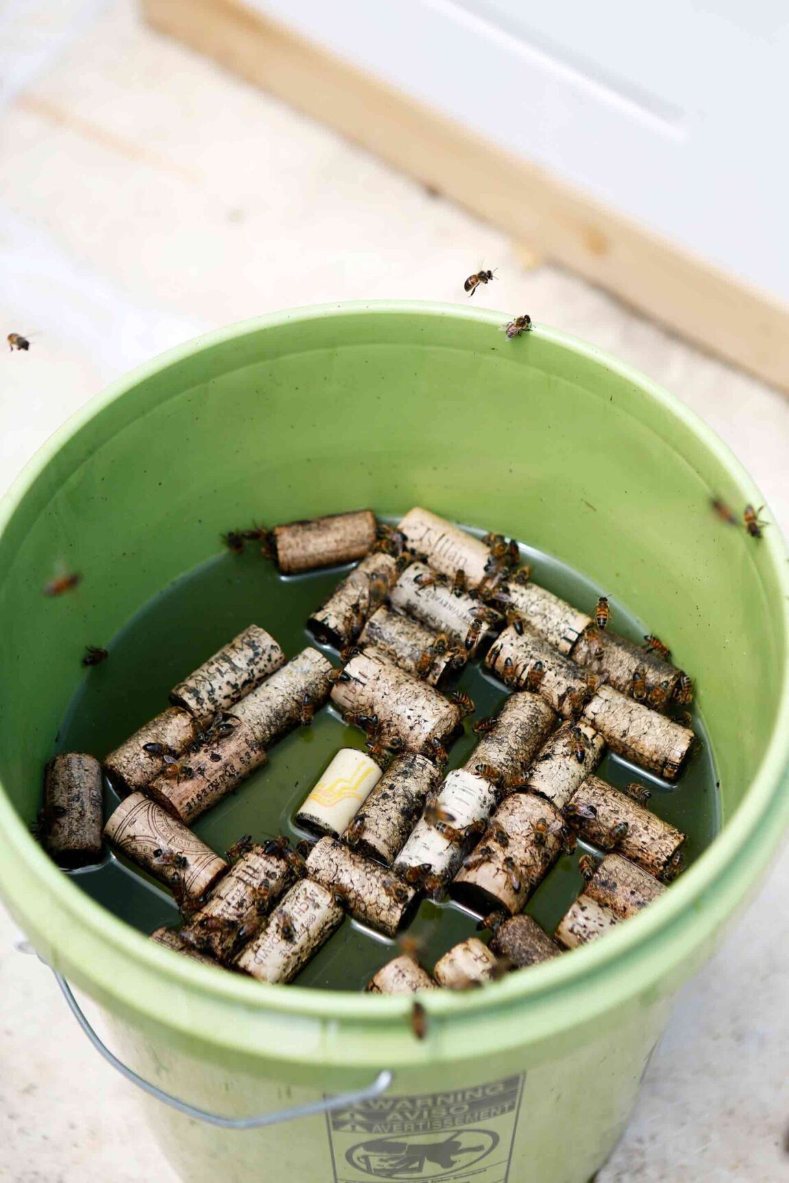 bees-rooftop-apiary-austin-texas-w-hotel-4-scaled.jpg