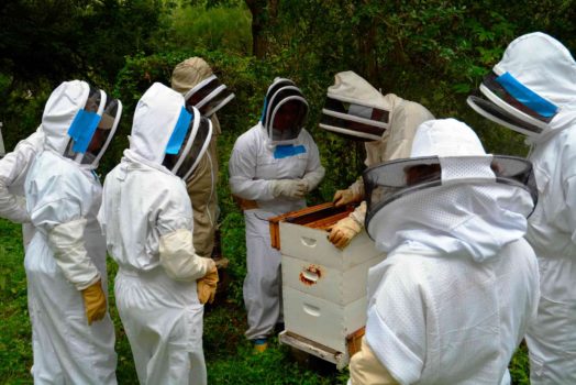 Adopt a Honey Bee Hive