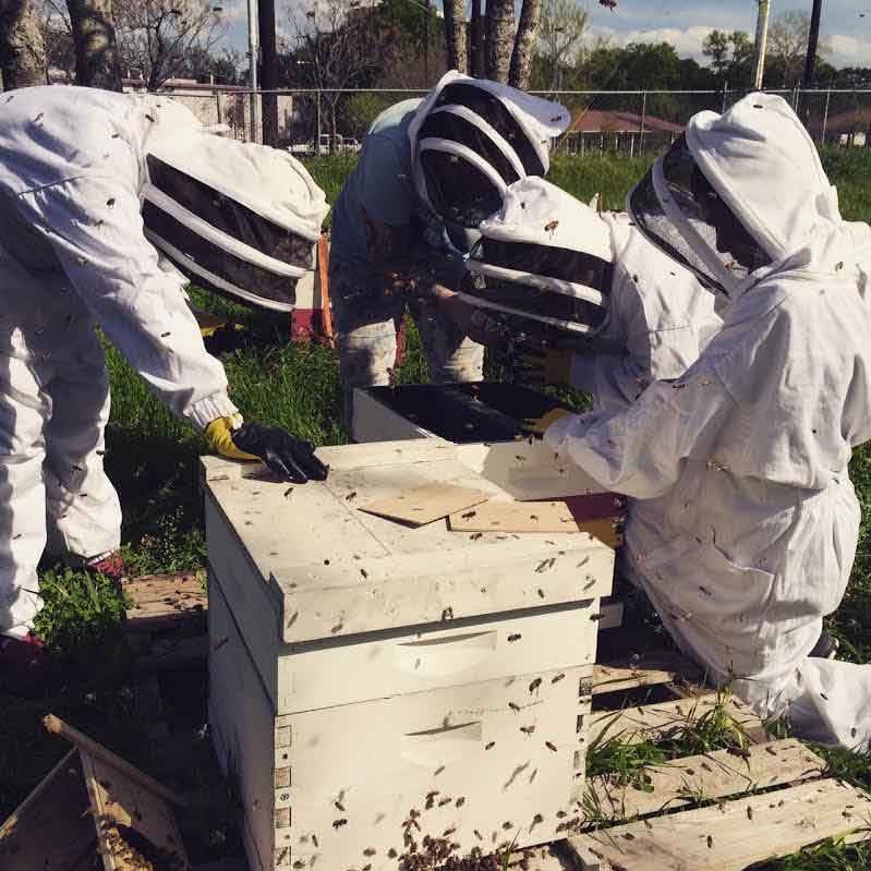 group-beehive-austin-bee-rescue-removal.jpg