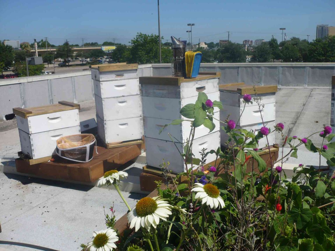 rooftop-honey-bees-hives-dallas.jpg